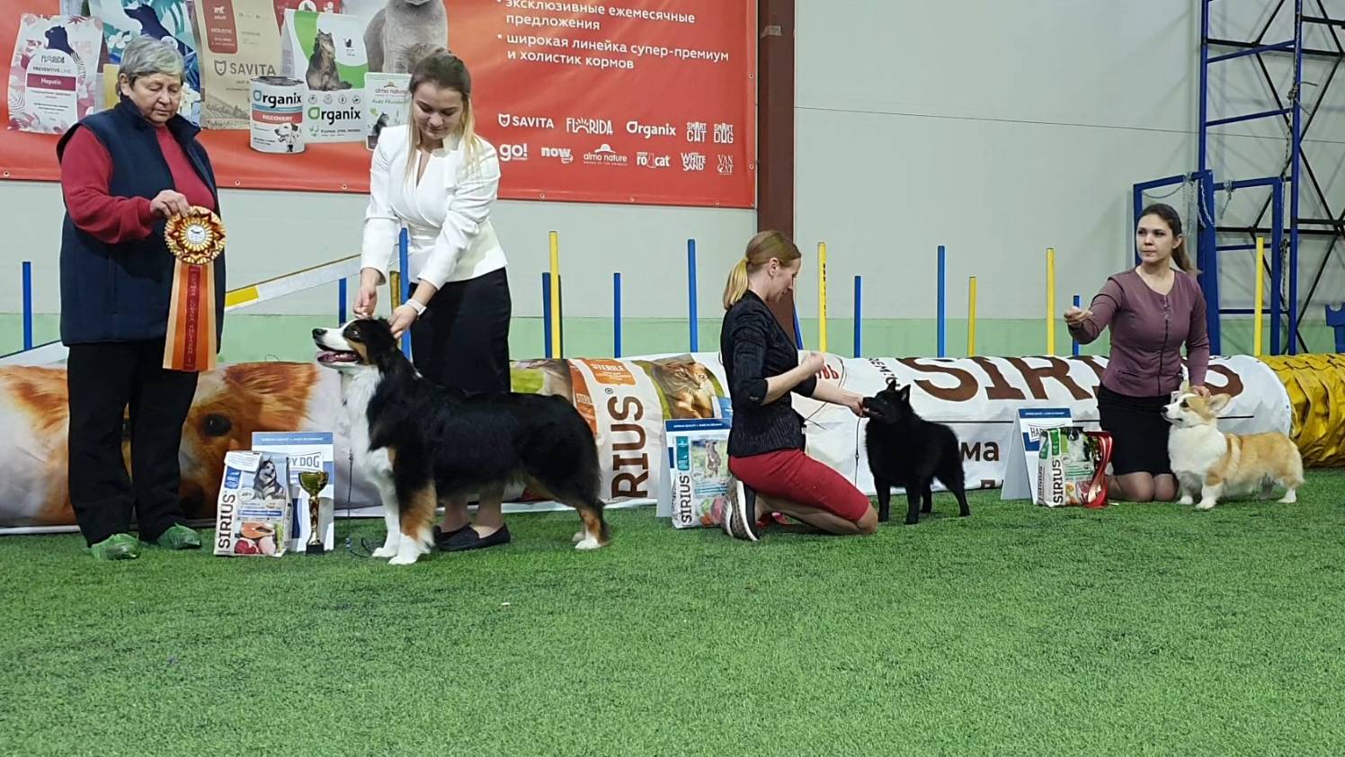 02.03.2025, СПб. Клуб "Нордвест-Северозапад". Выставка собак САС 1 группы FCI смотреть онлайн