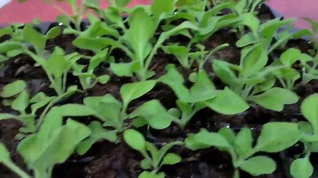 Отвар луковой шелухи для рассады.