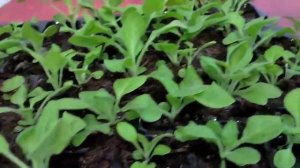 Отвар луковой шелухи для рассады.