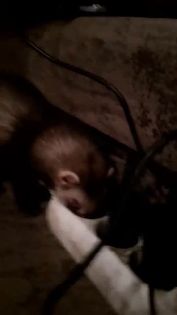 Хорек. Первый день дома смотреть онлайн