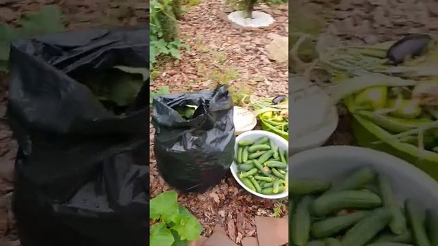 что я делаю еженедельно для увеличения урожая огурцов смотреть онлайн
