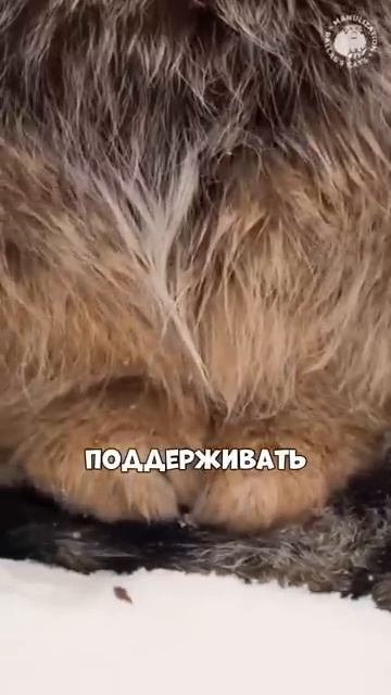 Выразительные кошки - Манулы! смотреть онлайн