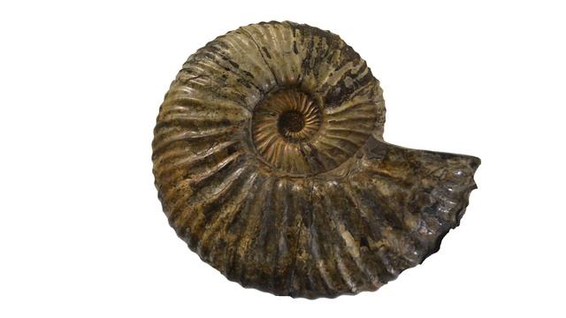 Палеонтология смотреть онлайн