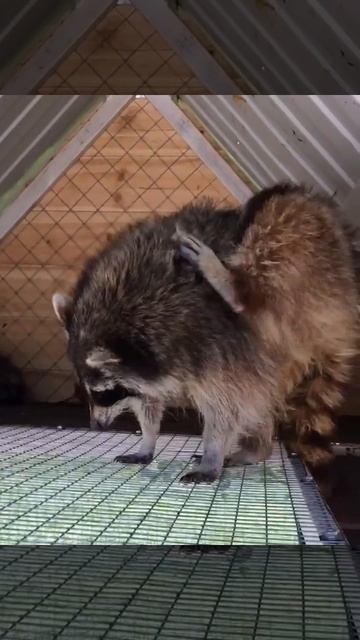 Енот-почесун смотреть онлайн