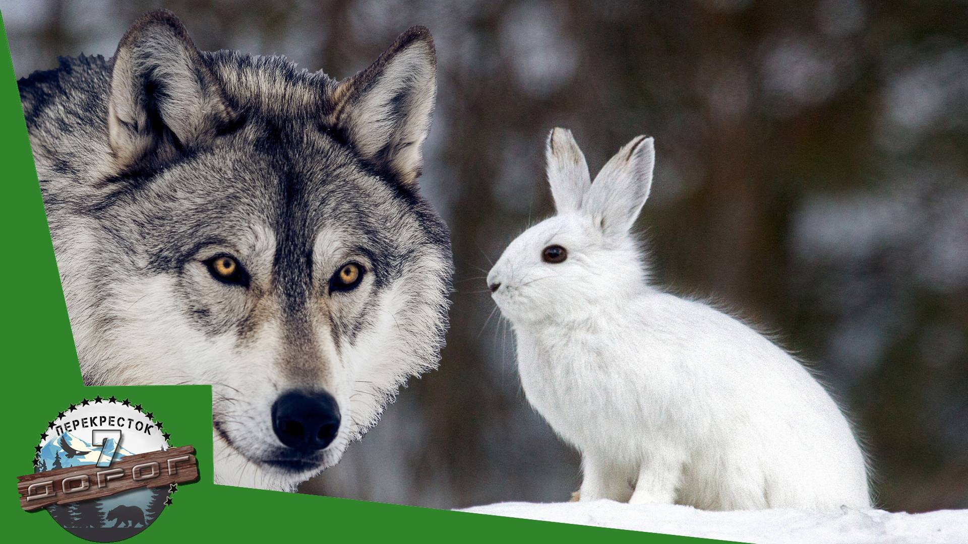 Маленькие искатели приключений: зайцы в опасном мире волков. Вести с фотоловушки. смотреть онлайн