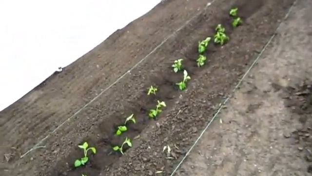 Перцы рассаду с рынка посадили первой смотреть онлайн