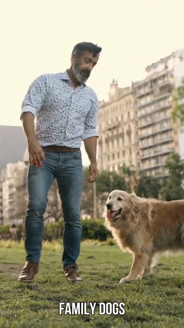 Golden Retriever: Why We Love Them смотреть онлайн