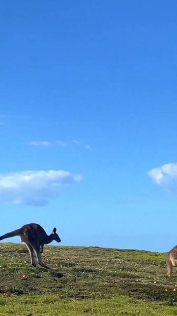 Kangaroo #shorts смотреть онлайн