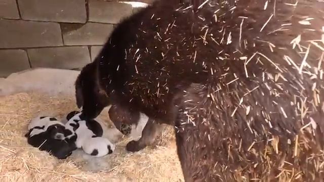 14.03.2024 Ремонт кухни и новые щенки Удивляют Одинокую Семью смотреть онлайн
