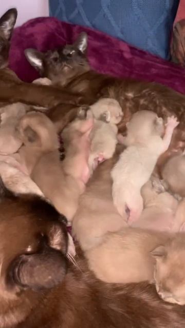 Папа-кот,его кошечки и котятки-хорошие ребятки