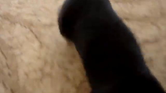 Mamba 4 смотреть онлайн