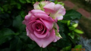 ✿➽ Цветут розы в нашем саду  часть 2 2024