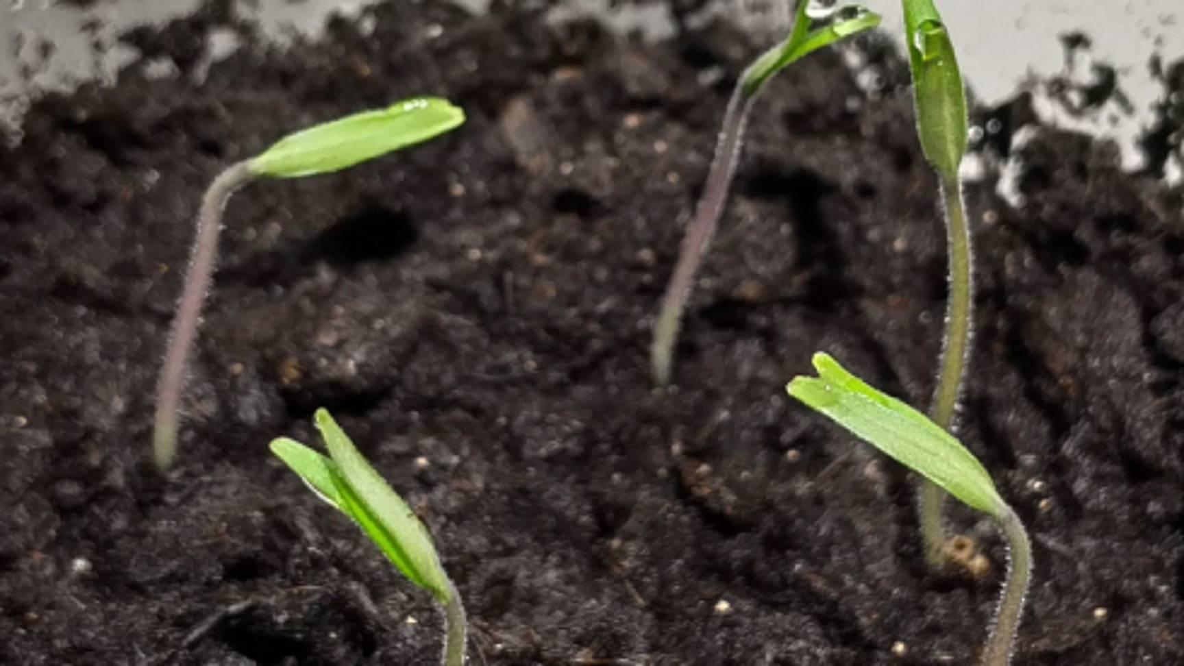 Появились всходы томатов? Что нужно сразу сделать, чтобы рассада была крепкая смотреть онлайн