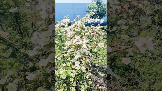 Роза  шиповник Хугона, Hugonis, Father Hugo’s, Golden Rose Of China