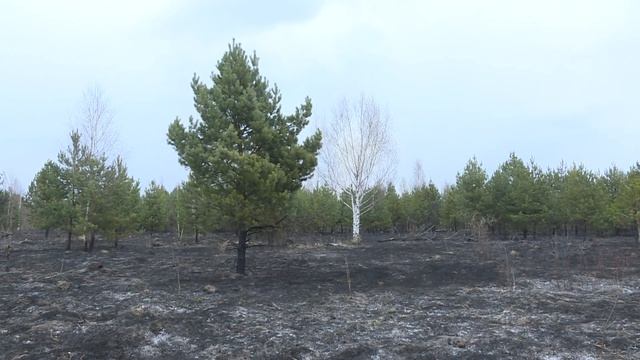 Сегодня в 12.25 в дежурную пожарную часть поступил звонок о возгорании сухой травы.