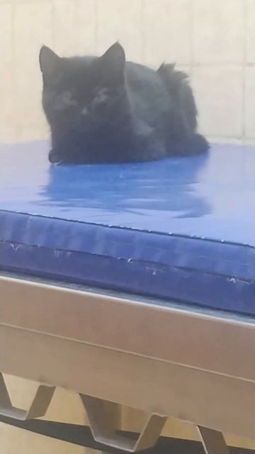 Пришли на осмотр, сдали бакпосев. Отнесу в лабораторию. смотреть онлайн