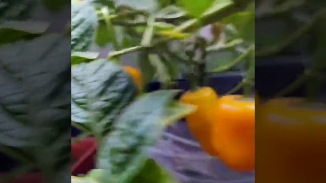 Острый перец Rocoto, поспел