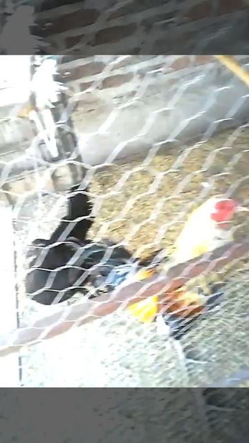 Los beneficios de la avena en los gallos de pelea смотреть онлайн