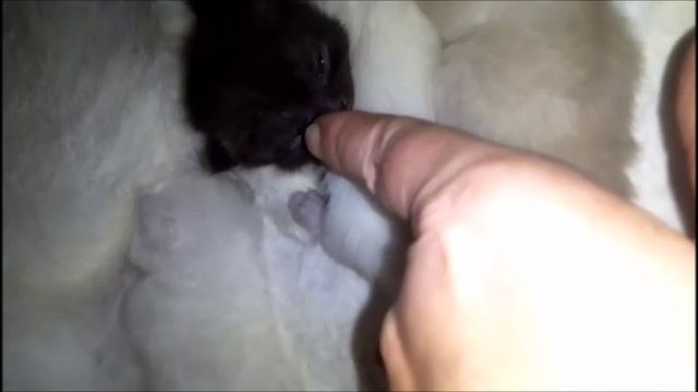 МАНЧКИН КОТЯТА МАЛЫШИ, РОДИЛИСЬ, УЖЕ ОТКРЫЛИ ГЛАЗА. смотреть онлайн