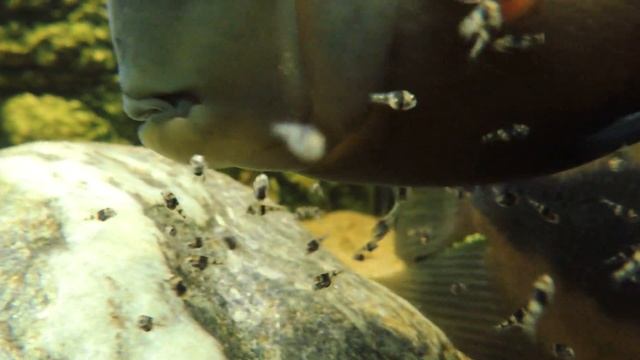 Uaru Amphiacanthoides fry day 5 смотреть онлайн