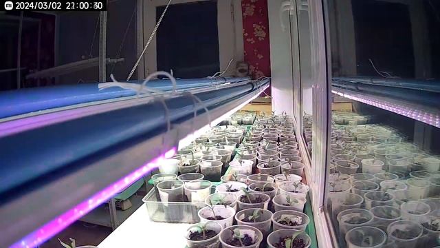 Как растет моя рассада томатов 2024 (2 недели за 20 секунд). смотреть онлайн