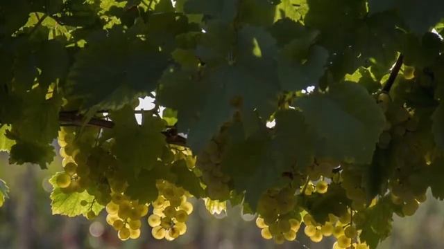 Artist Sueellen Ross on "Vineyard Visitor" смотреть онлайн