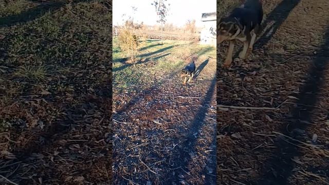 Собираем хворост.Прогулка с собакой. смотреть онлайн