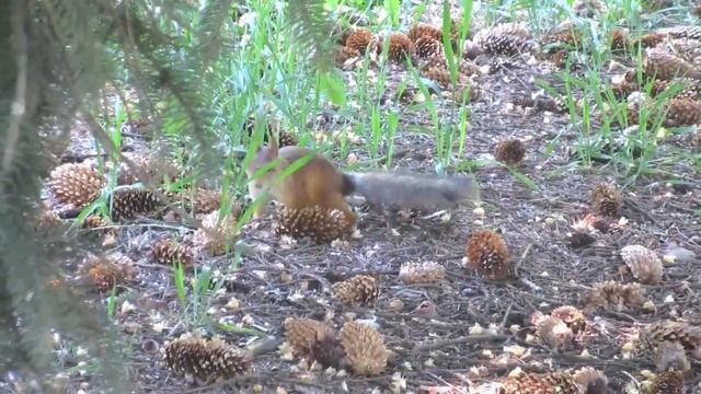 Взгляд, мимика, движение белки - Look, facial expressions, movement of a squirrel - 看松鼠的面部表情和动作 смотреть онлайн