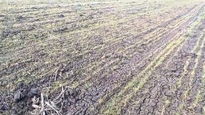 Подкормка пшеницы, когда ,чем и по сколько подкармливали . Мое субъективное мнение.