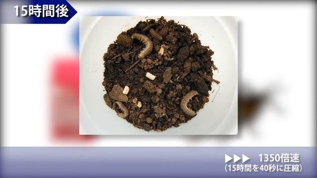 アクセルベイト（ネキリムシ類への効果発現）新パッケージ版 смотреть онлайн