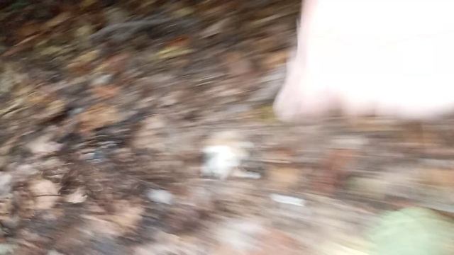 єєєєє . Білі гриби вночі. mushrooms. смотреть онлайн