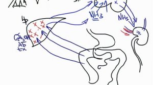 2012-08-31 ДИАСТОЛИЧЕСКОЕ ДАВЛЕНИЕ