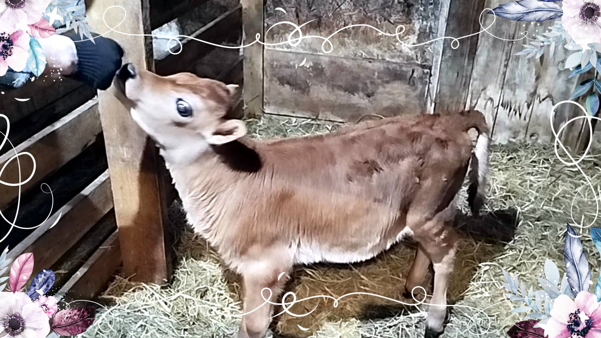 ТЕЛКА РАСТЕТ КАК НА ДРОЖЖАХ ГОТОВИМ ЗАГОН ДЛЯ ЯГНЯТ смотреть онлайн