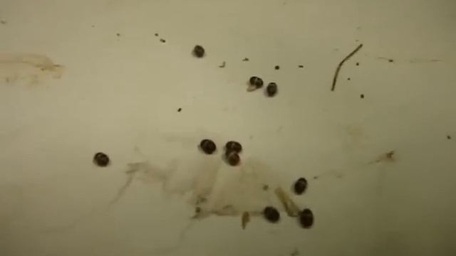 Cocoons Of Bathyplectes Anurus
