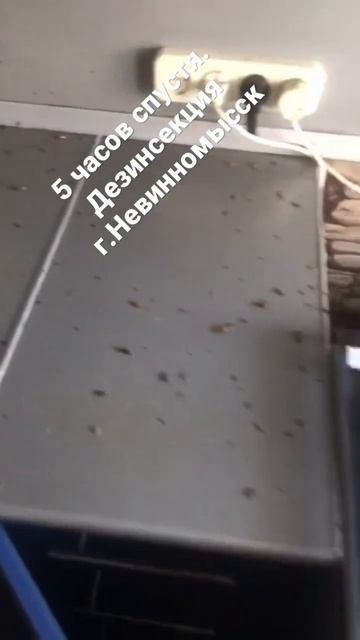 Полное уничтожение тараканов. Невинномысск смотреть онлайн