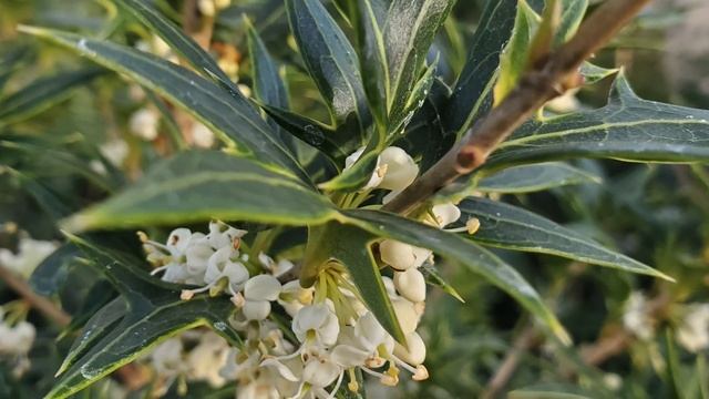 Osmanthus