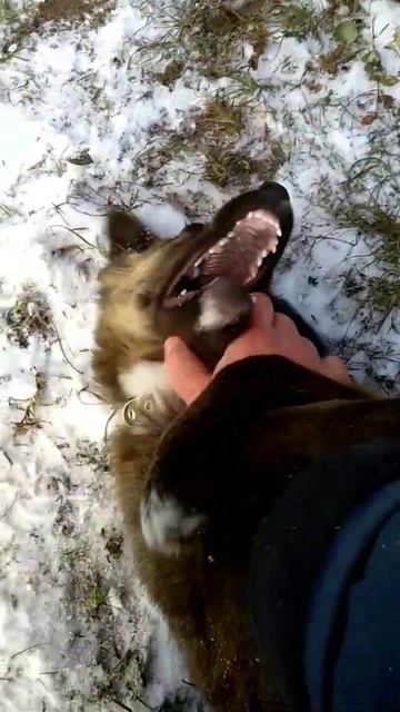 Сёма показывает зубы.#собака #dog #shorts смотреть онлайн