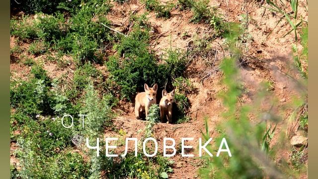 ГБПОУ РО НГК смотреть онлайн