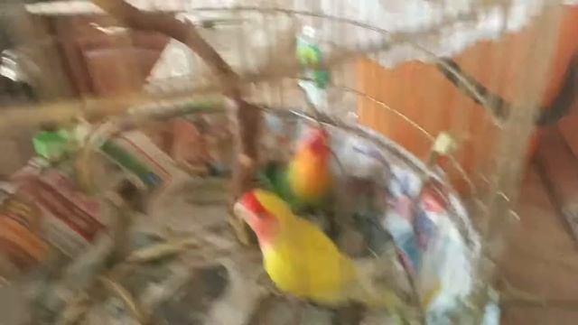 Попугаи испугались :) смотреть онлайн
