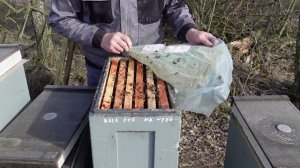 100 % ЗИМОВКА ПЧЕЛ !!!!!!