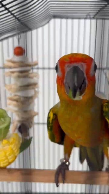 Чем кормить солнечного аратингу? Овощи , фрукты и полезные добавки! Подробнее позже на канале 🥰 смотреть онлайн