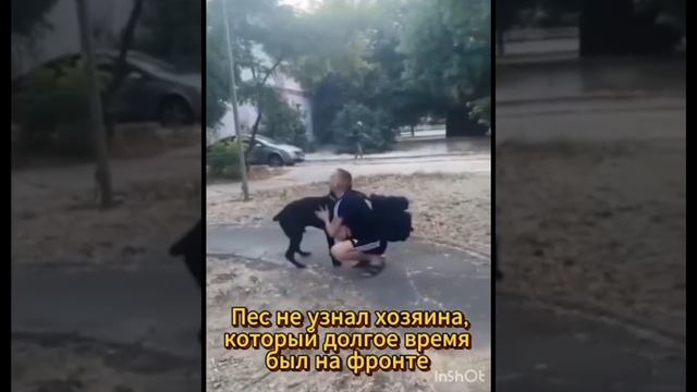 собака не сразу узнала вернувшегося с фронта хозяина.mp4