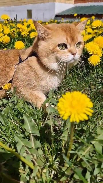 золотая шиншилла смотреть онлайн