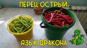Перец острый "Язык Дракона".