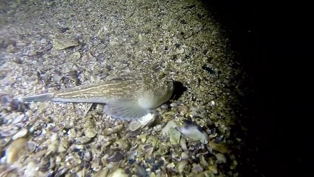 Night Scuba Diving Black Sea, Нощно Гмуркане Черно море