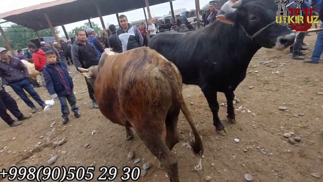 BOQMA NOVVOSLAR NARXI JUMA MOL BOZORI UTKIR UZ 90 505 29 30