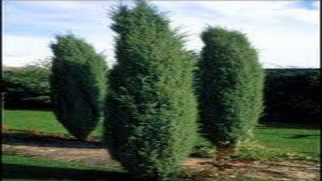 Irish Juniper trees for sale смотреть онлайн