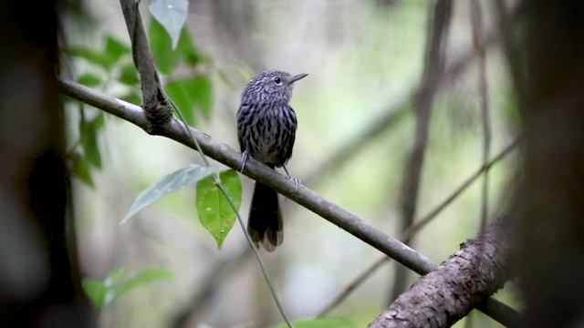 Choquinha Carijó (Drymophila malura) смотреть онлайн