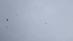 Николаевские голуби.