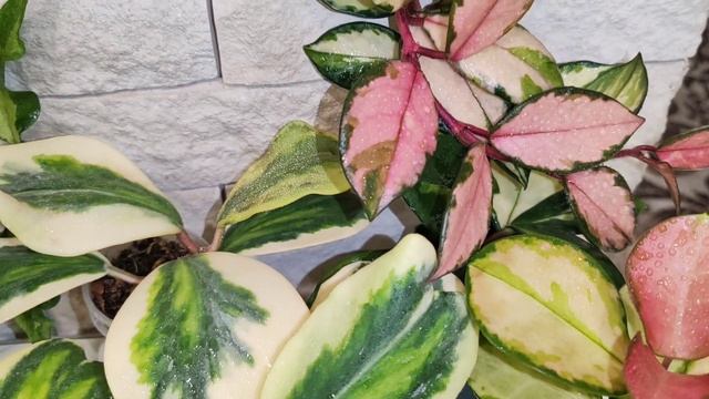 Hoya Variegata